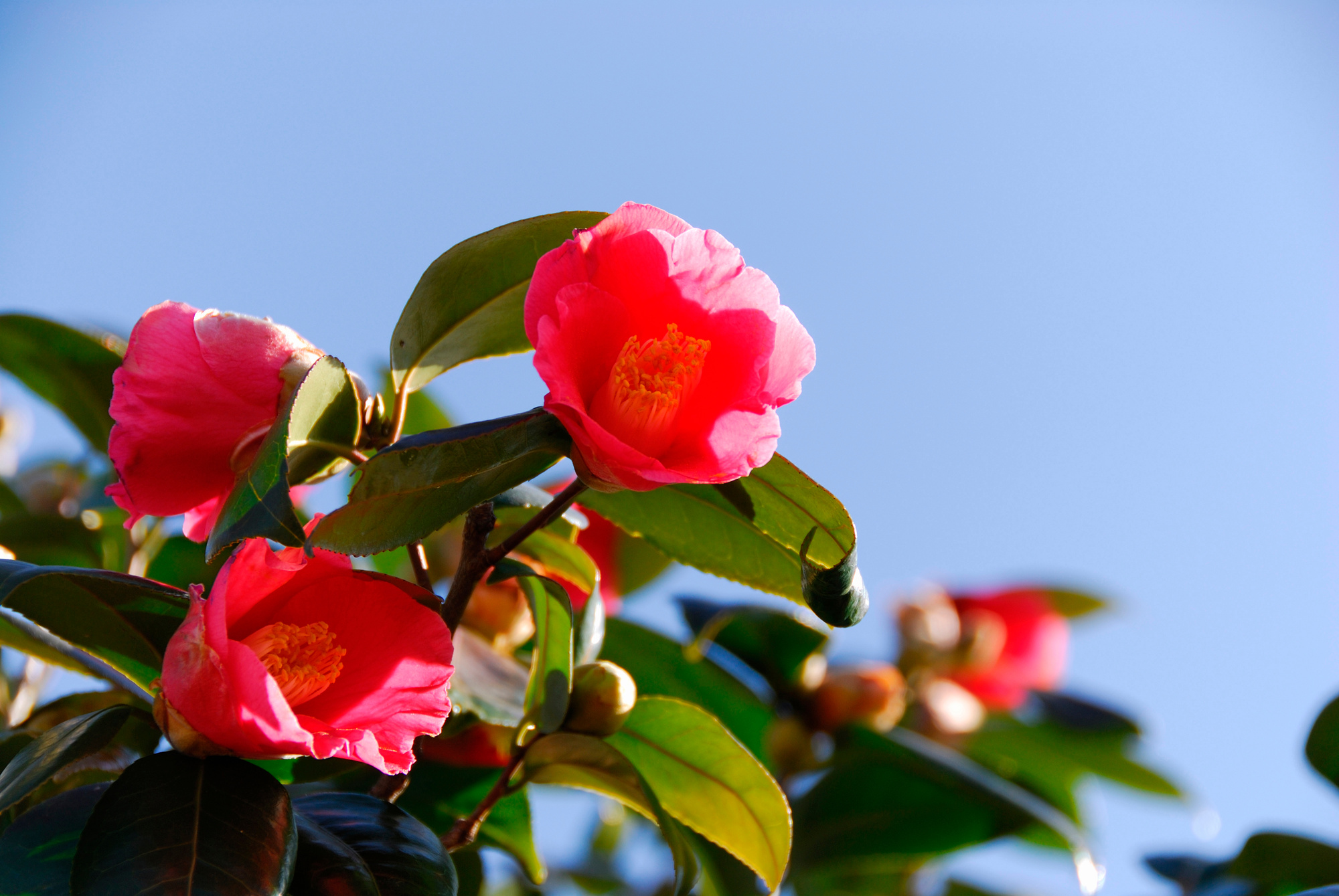 Camellia